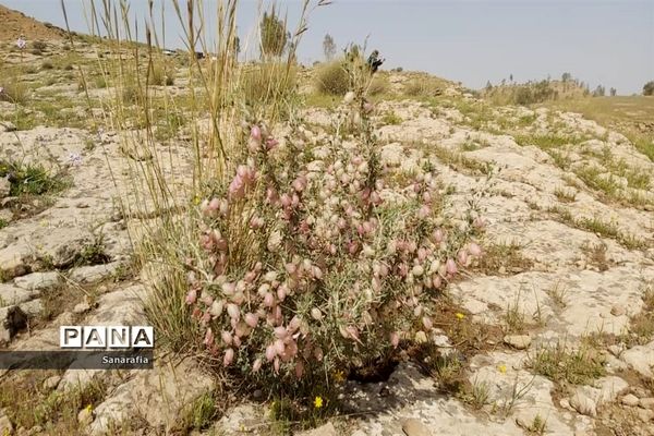 طبیعت زیبای سردشت دزفول در بهار1401