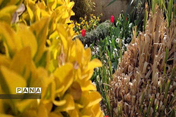 برگزاری جشنواره لاله‌ها در پارک چمران