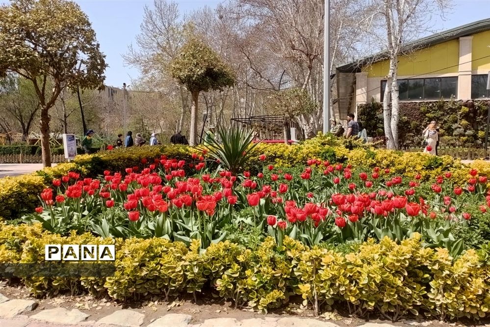 برگزاری جشنواره لاله‌ها در پارک چمران