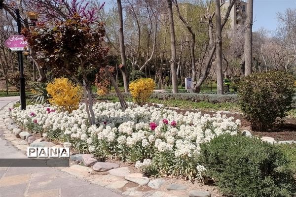 برگزاری جشنواره لاله‌ها در پارک چمران