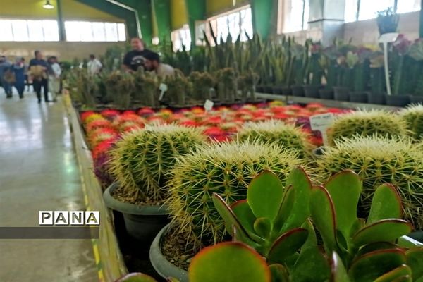 برگزاری جشنواره لاله‌ها در پارک چمران