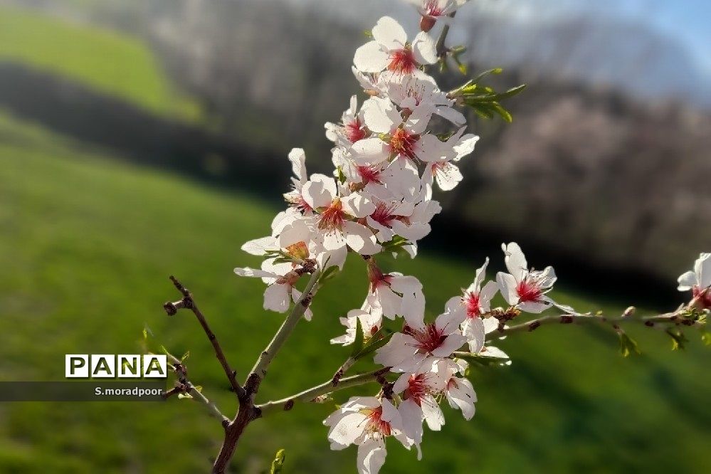 طبیعت استان چهارمحال و بختیاری در فصل بهار