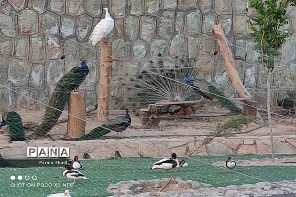دیدنی‌های باغ پرندگان قم