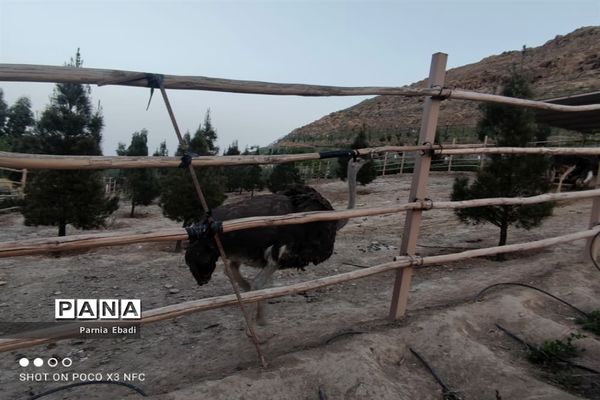 دیدنی‌های باغ پرندگان قم