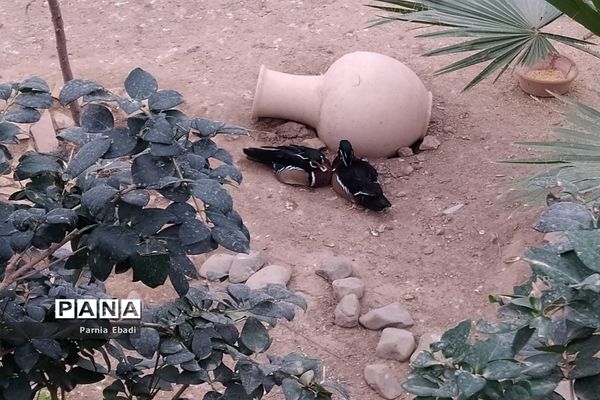 دیدنی‌های باغ پرندگان قم