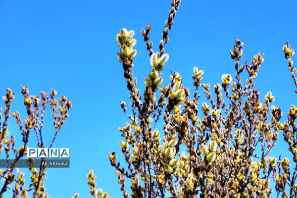 برداشت بیدمشک در ارومیه