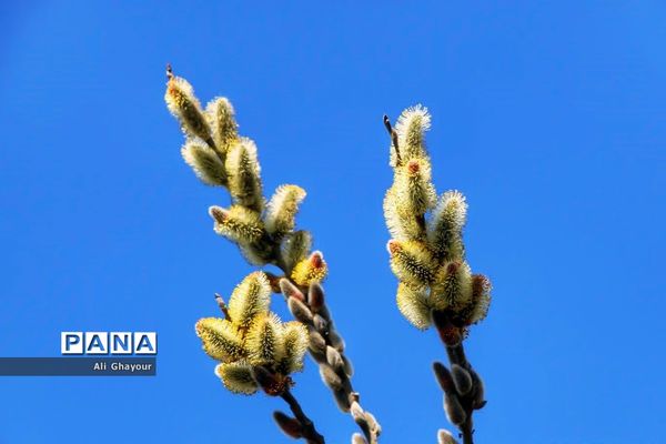 برداشت بیدمشک در ارومیه