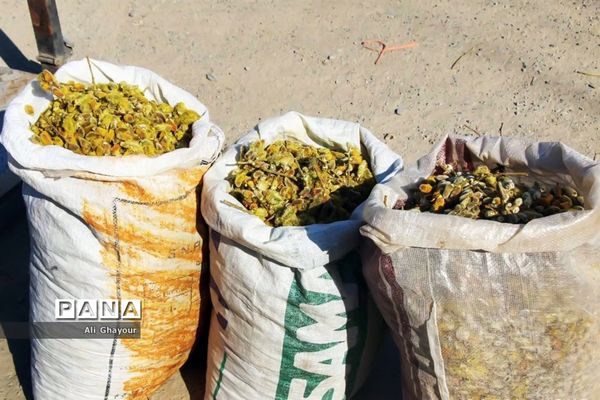 برداشت بیدمشک در ارومیه