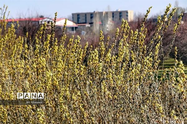 برداشت بیدمشک در ارومیه