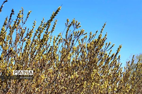 برداشت بیدمشک در ارومیه