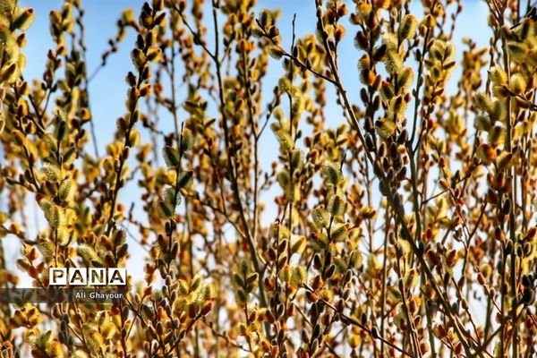 برداشت بیدمشک در ارومیه