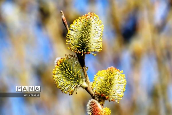 برداشت بیدمشک در ارومیه