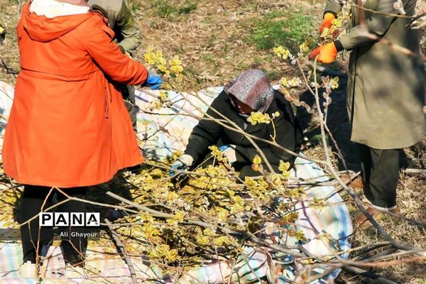 برداشت بیدمشک در ارومیه