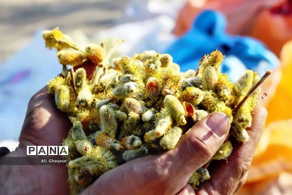 برداشت بیدمشک در ارومیه
