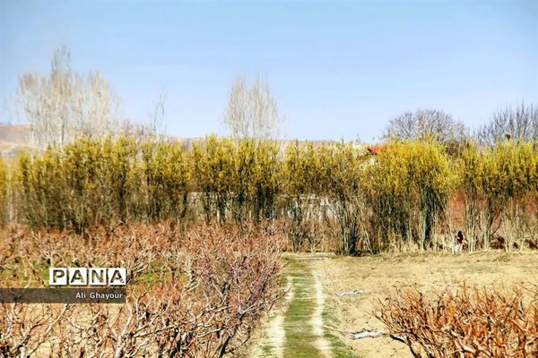 برداشت بیدمشک در ارومیه