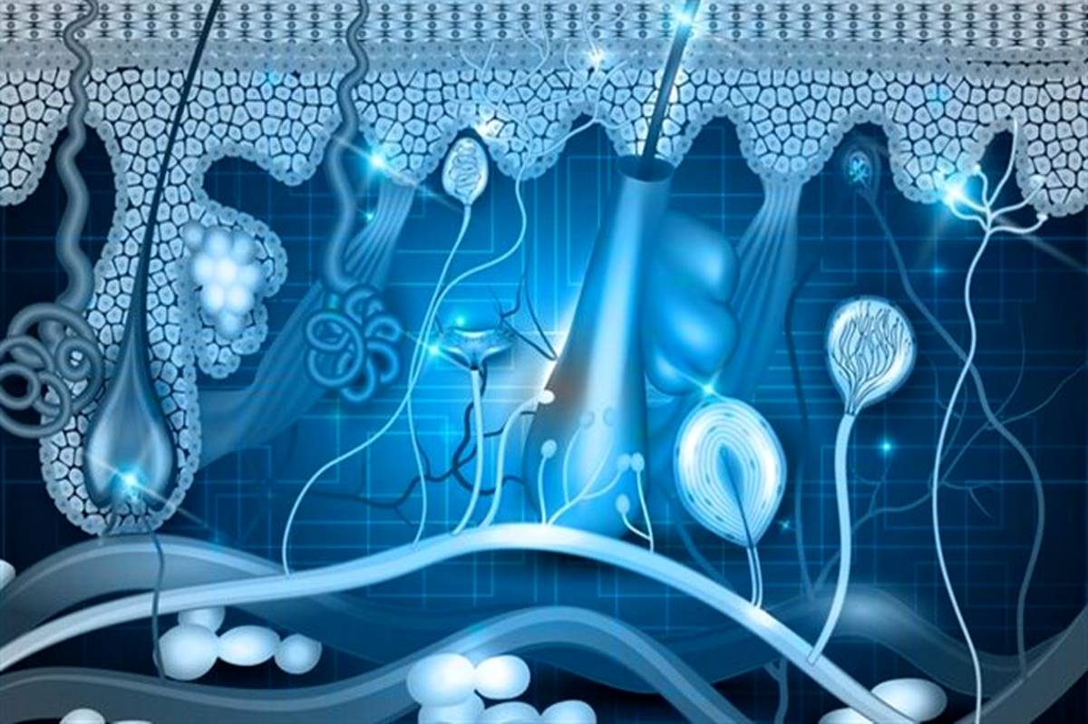 دانشمندان سلول‌های پوست انسان را ۳۰ سال جوان‌تر کردند