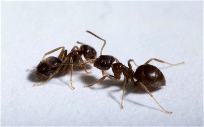7 راهکار برای دور کردن مورچه‌ها از خانه