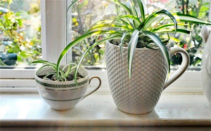 با سمی‌ترین گیاهان آپارتمانی آشنا شوید