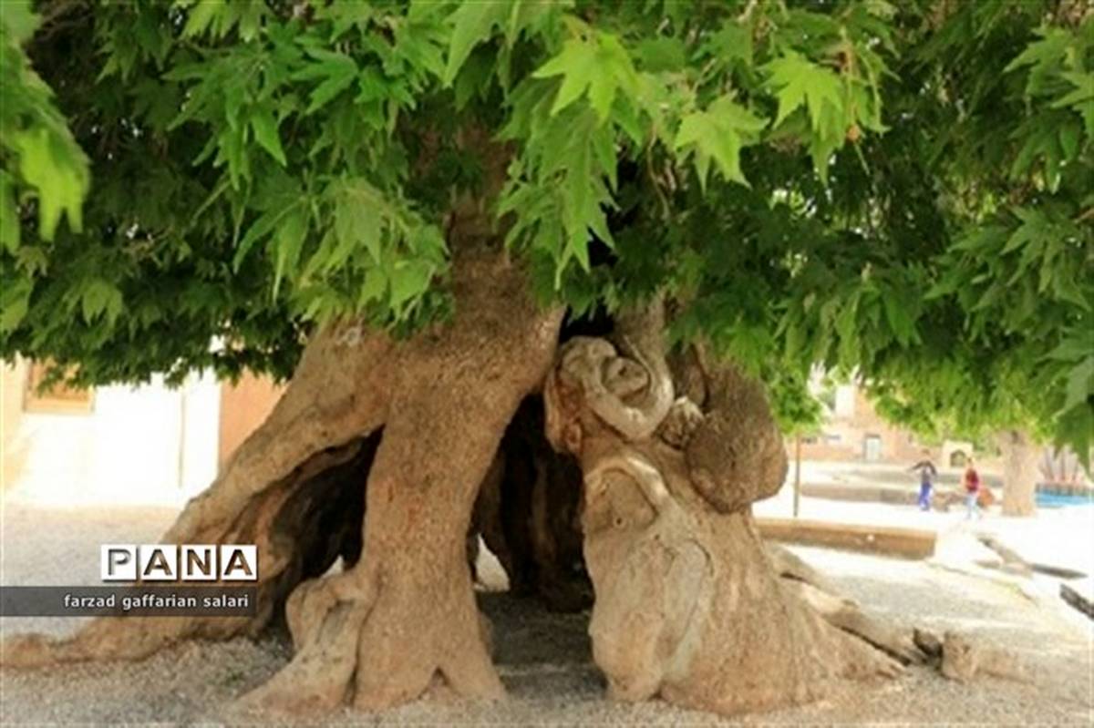 ابلاغ مراتب ثبت درختان کهنسال تهران به استاندار