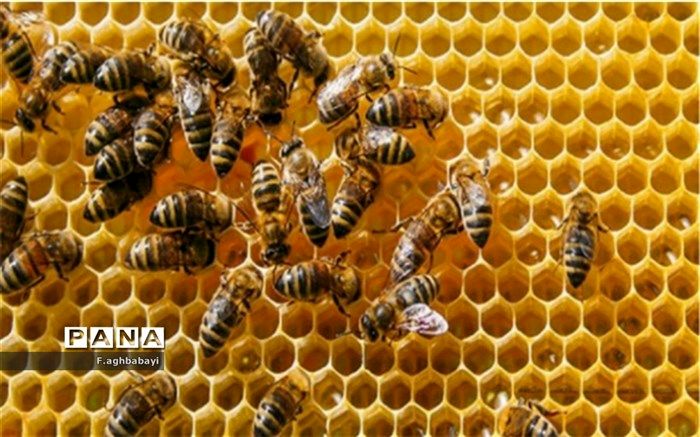 نیش زنبور چه فوایدی دارد؟