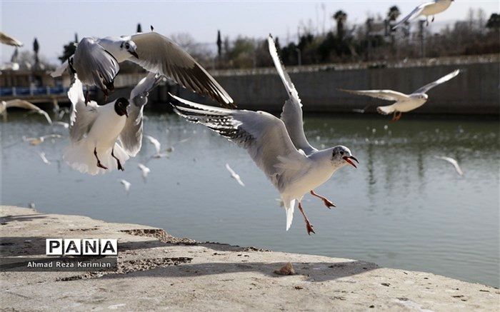 نتایج سرشماری پرندگان آبزی و کنار آبزی مهاجر در زمستان 1399