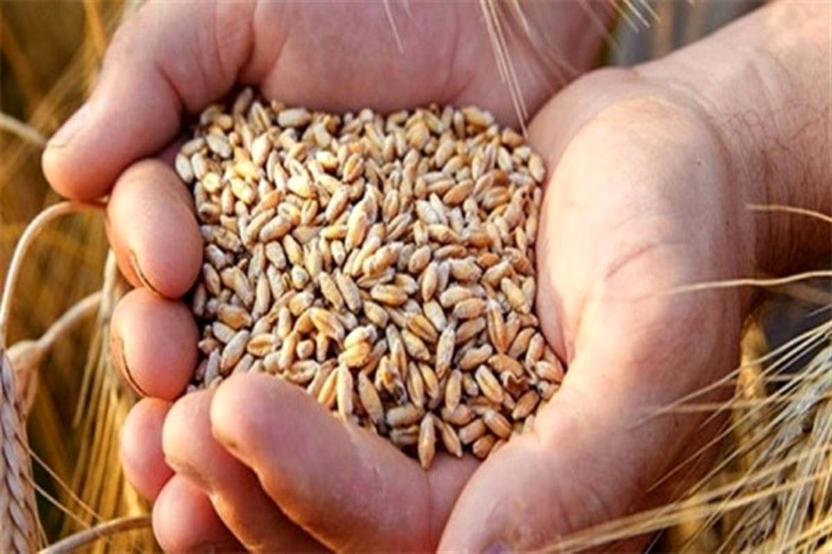 دولت چه میزان گندم خریده است؟