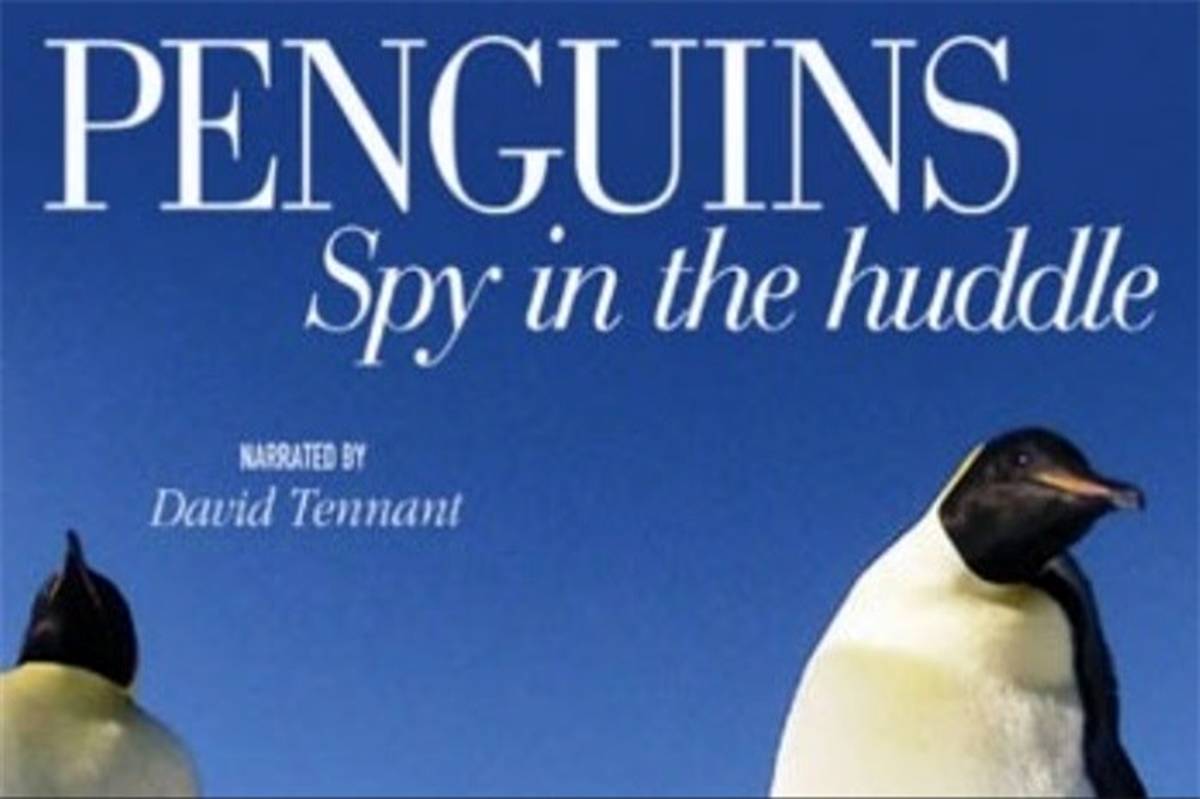 «جاسوسی در قلمرو پنگوئن‌ها» از قاب شبکه پنج