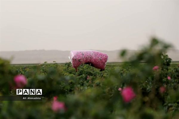 برداشت گل محمدی از مزارع شهرستان جعفرآباد قم