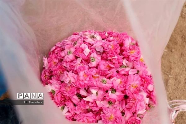 برداشت گل محمدی از مزارع شهرستان جعفرآباد قم