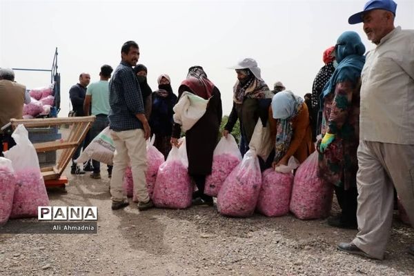 برداشت گل محمدی از مزارع شهرستان جعفرآباد قم