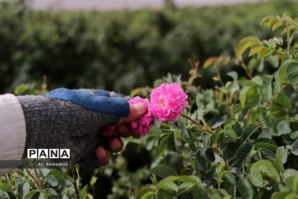 برداشت گل محمدی از مزارع شهرستان جعفرآباد قم