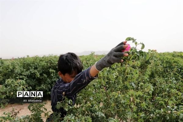 برداشت گل محمدی از مزارع شهرستان جعفرآباد قم