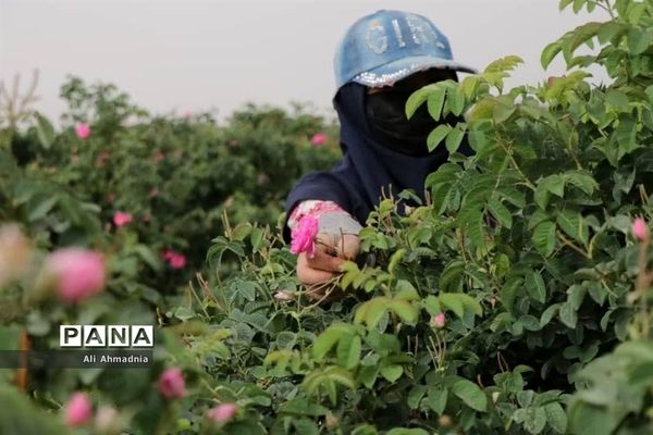 برداشت گل محمدی از مزارع شهرستان جعفرآباد قم