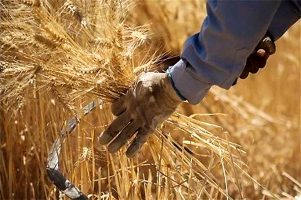 خرید ۱۲ هزار تن گندم از کشاورزان اردبیلی