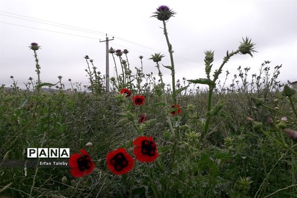 طبیعت زیبای بهاری روستای قیه باشی بزرگ شهرستان کلیبر