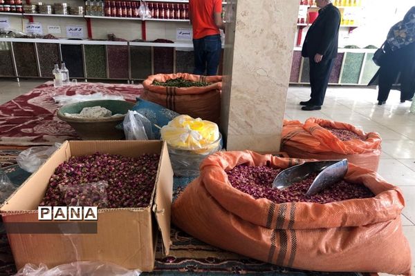 برگزاری مراسم گلاب گیری در کاشان
