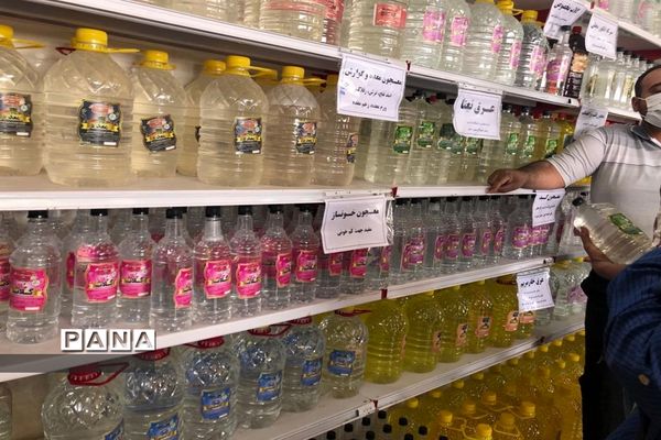 برگزاری مراسم گلاب گیری در کاشان