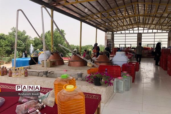 برگزاری مراسم گلاب گیری در کاشان