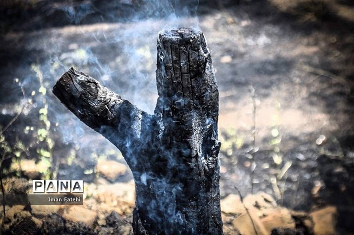 هشدار درخصوص افزایش آتش‌سوزی جنگل‌ها در فصل تابستان