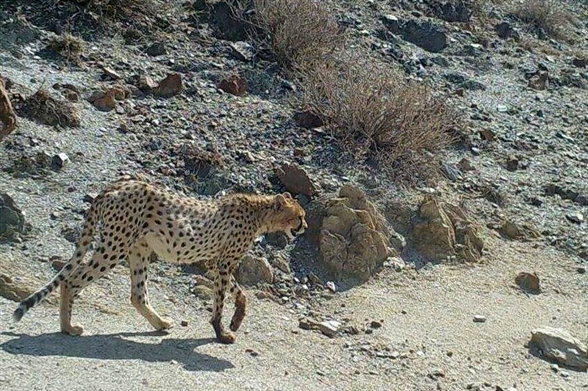 ورود دامپزشک آفریقایی به کشور برای آموزش شیوه نگهداری و تکثیر یوز آسیایی