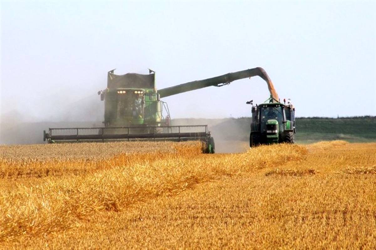 گندم صادراتی در جهان تا ۸۷ درصد گران شده است
