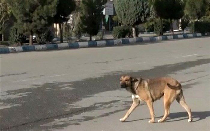 سگ ولگرد پنج نفر را در تبریز راهی بیمارستان کرد