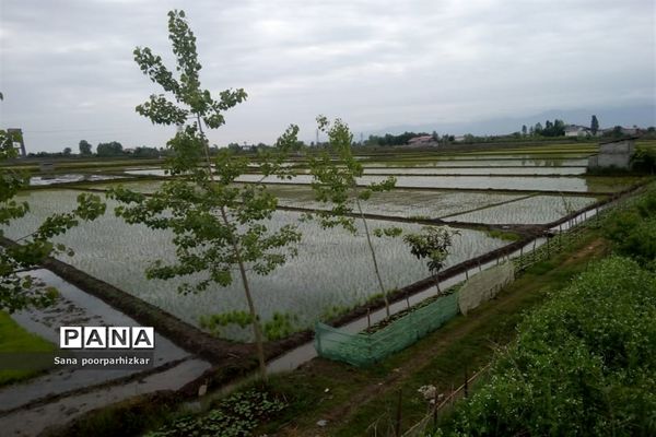کشت برنج در شالیزارهای گیلان