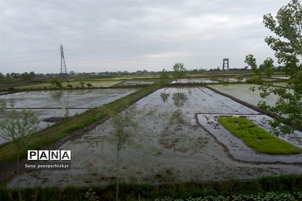 کشت برنج در شالیزارهای گیلان