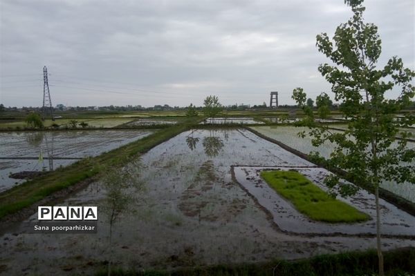 کشت برنج در شالیزارهای گیلان