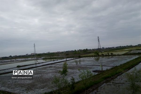 کشت برنج در شالیزارهای گیلان