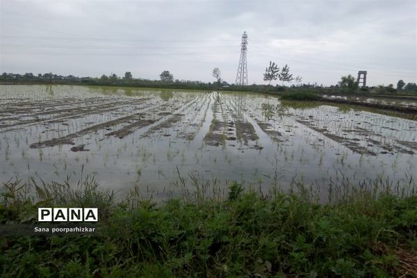 کشت برنج در شالیزارهای گیلان