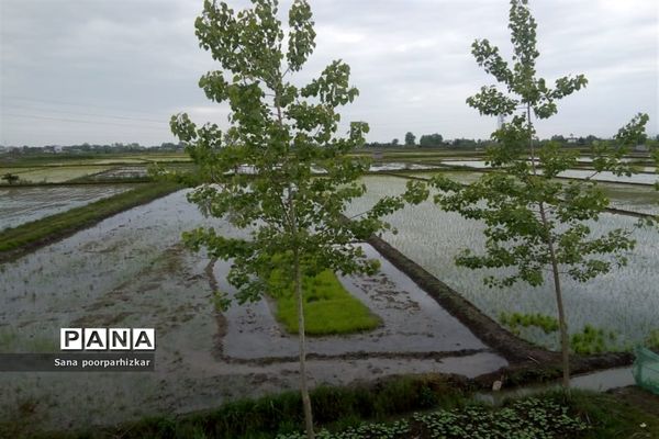 کشت برنج در شالیزارهای گیلان