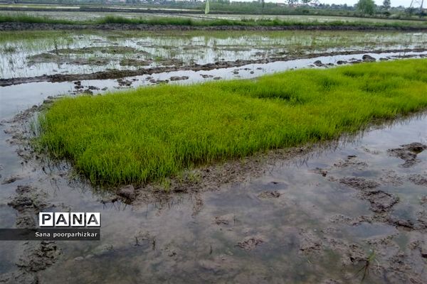 کشت برنج در شالیزارهای گیلان