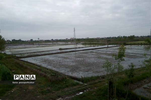 کشت برنج در شالیزارهای گیلان